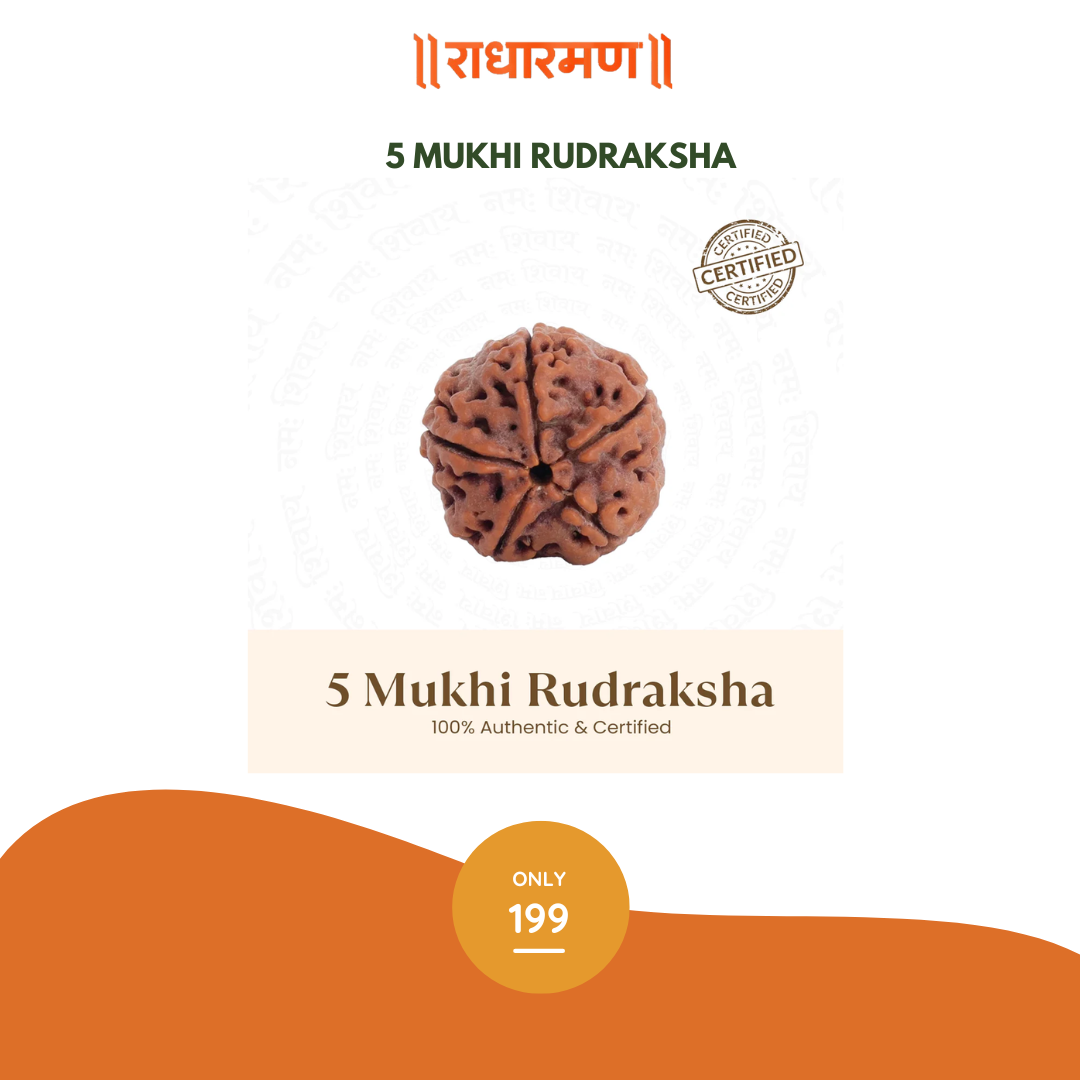 5 Mukhi Rudraksha – 100% Authentic & Certified